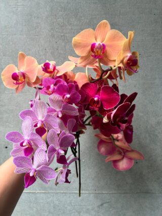 お花さんちゃ 選べる工芸茶 白茶 ホワイトティー 花咲くお茶 こうげいちゃ